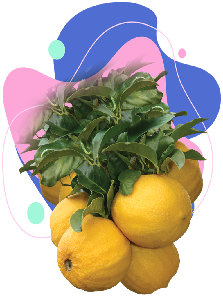 CS Bergamot Fruit 01