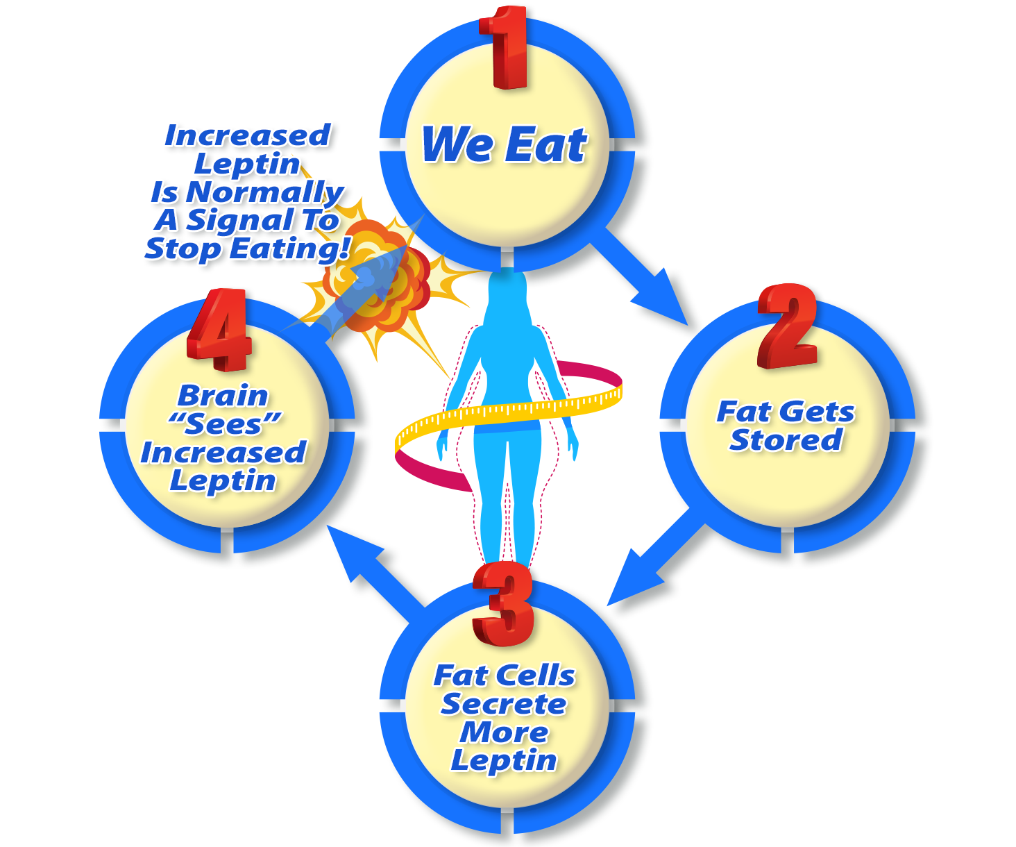 Leptin Flow Chart